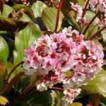 Maladies et parasites du bergenia