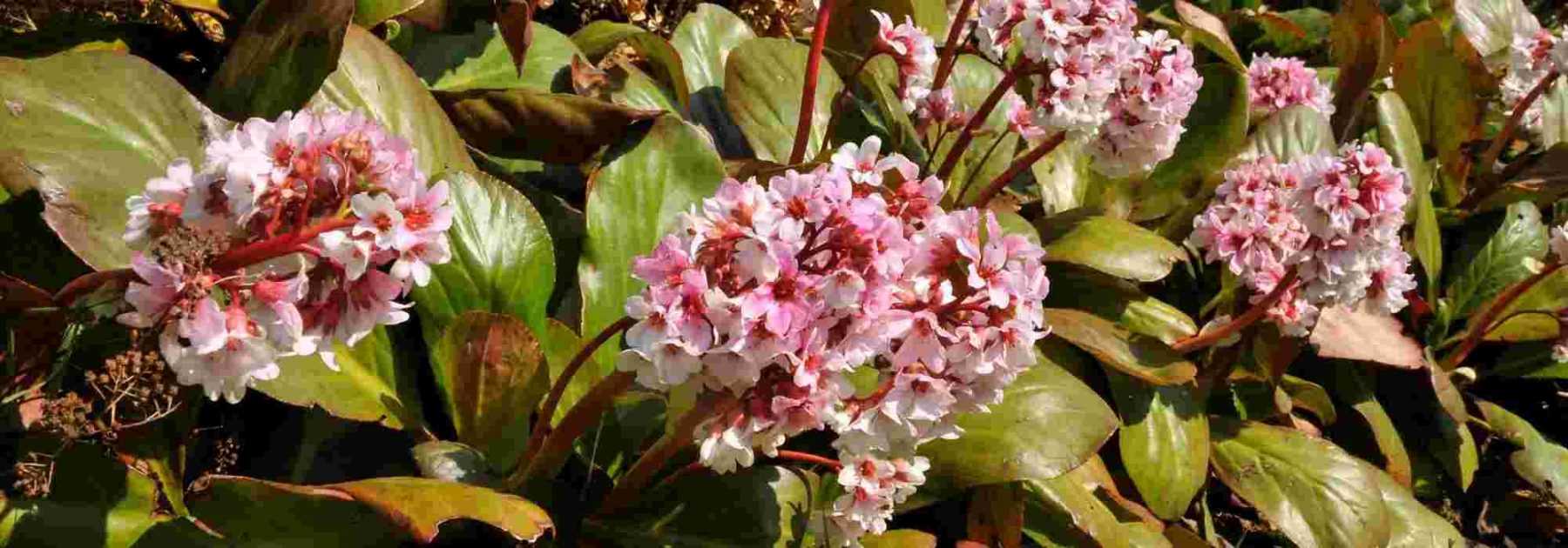 Maladies et parasites du bergenia