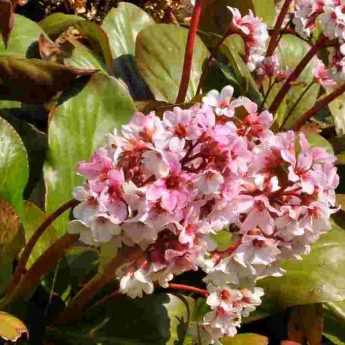 Maladies et parasites du bergenia