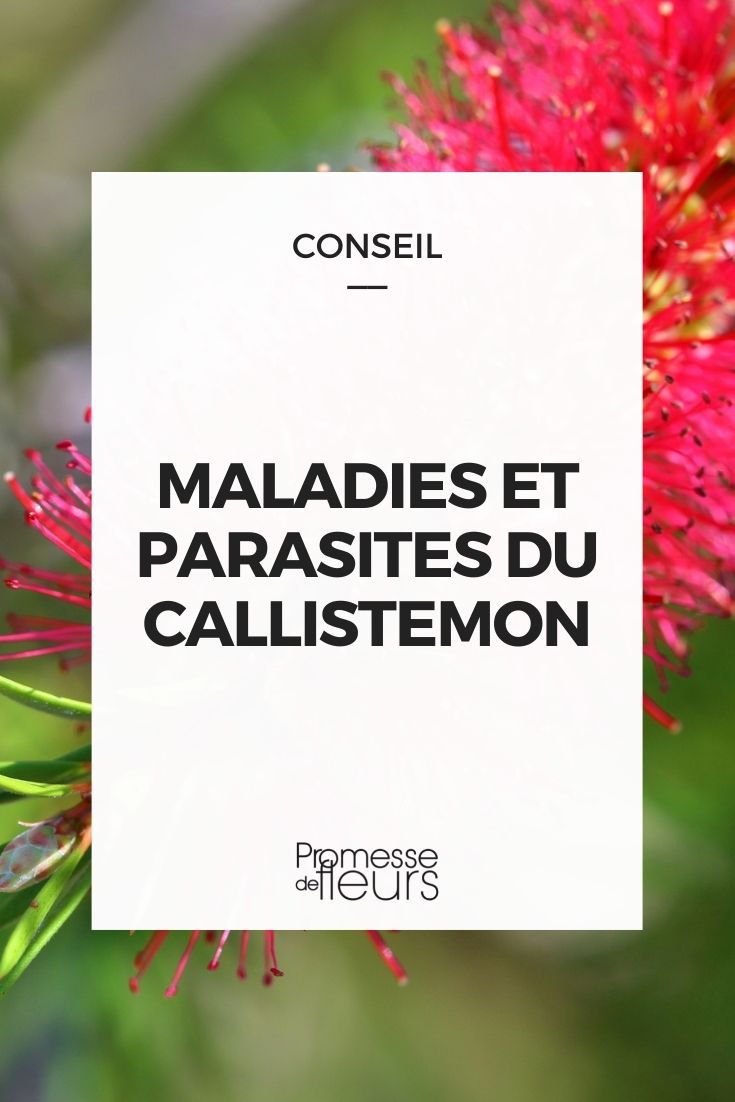 maladies parasites callistemon