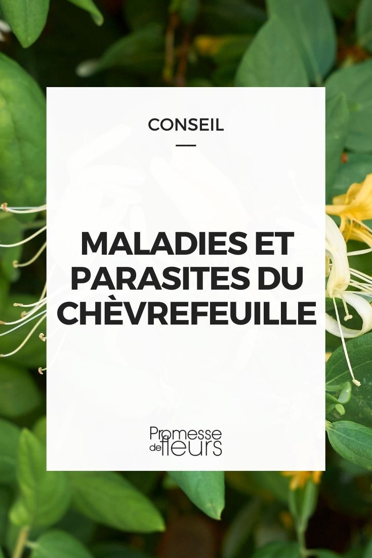 maladies parasites chèvrefeuille