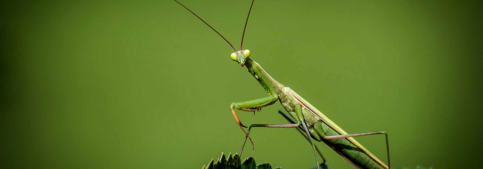 Mante religieuse - Mantis religiosa : quel est cet insecte ?
