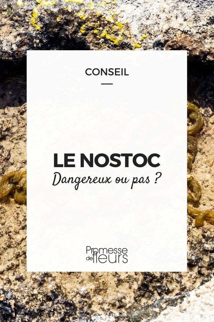 nostoc