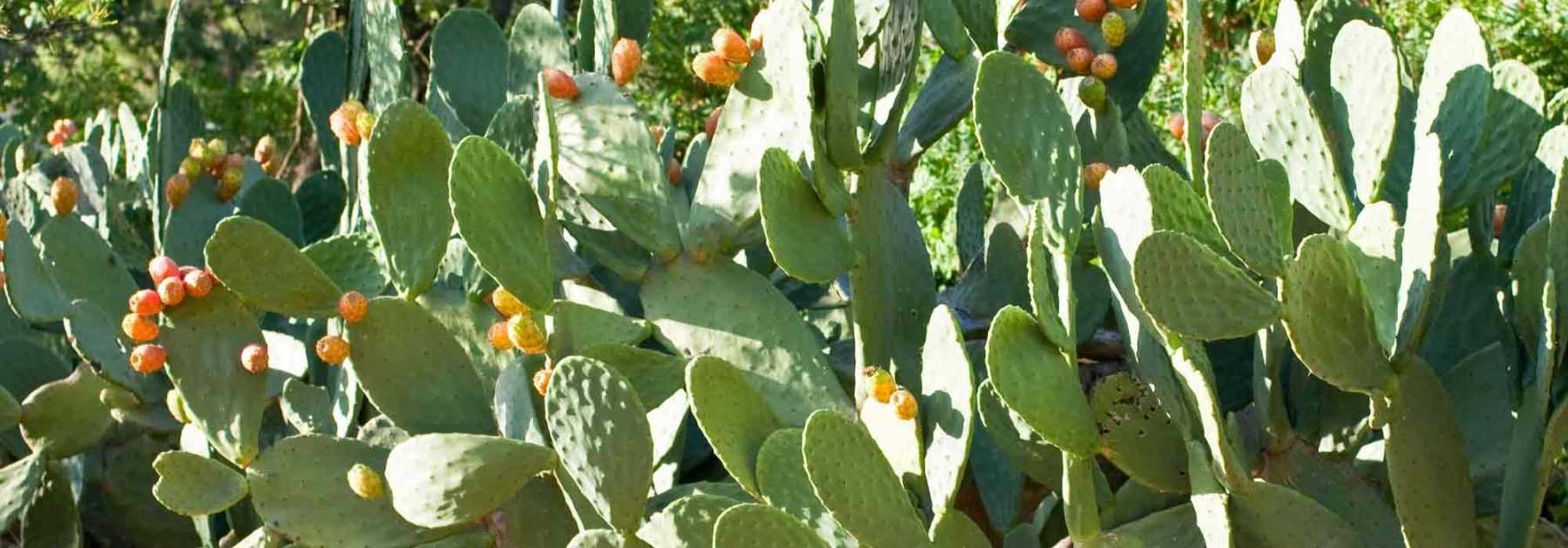 Quel Opuntia planter selon votre région ?