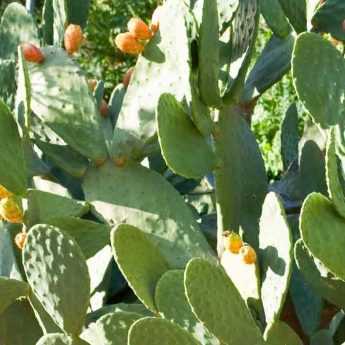 Quel Opuntia planter selon votre région ?