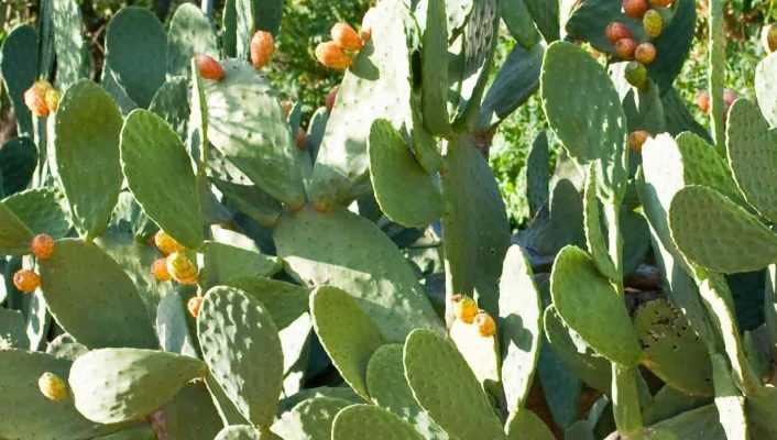 Quel Opuntia planter selon votre région ?