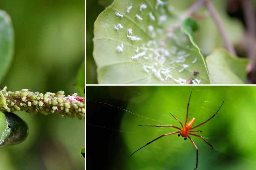 maladies parasites lierre, hedera maladie, lierre malade