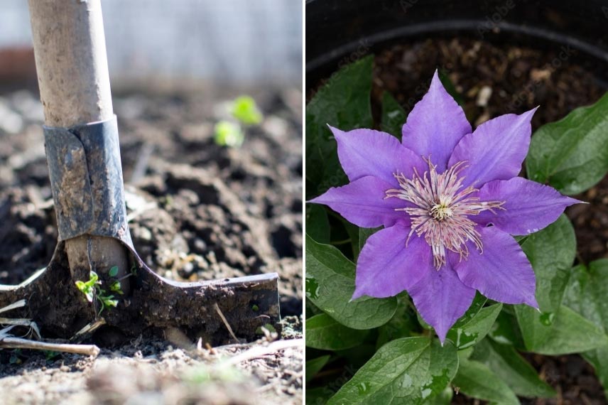 planter clématites herbacées 