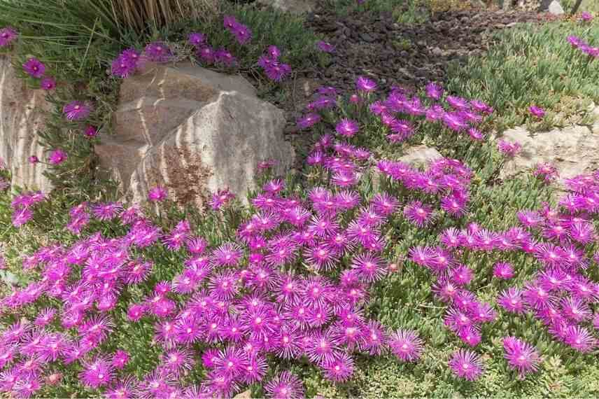 pourpier de cooper couvre-sol, pourpier de cooper succulente