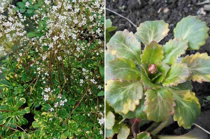 saxifrage couvre-sol, saxifrage succulente