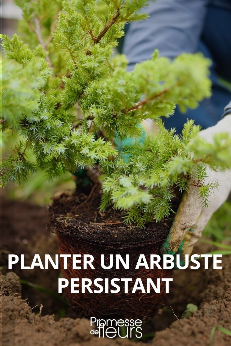 planter arbuste persistant