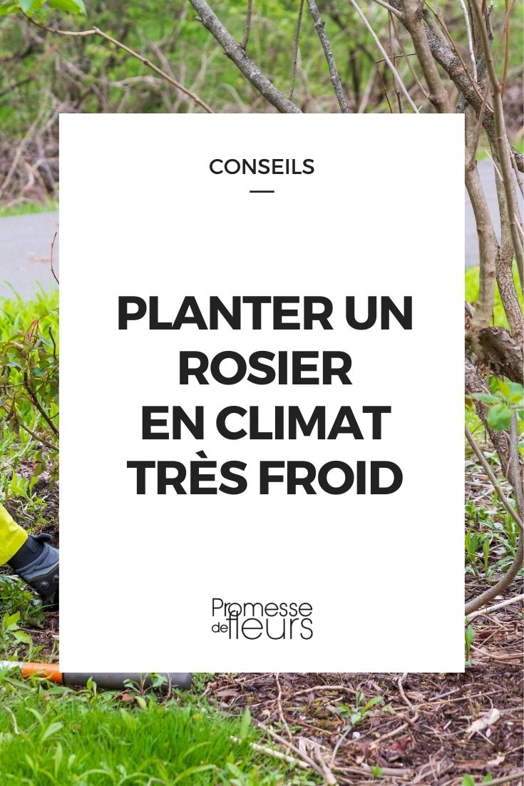 planter rosier climat très froid