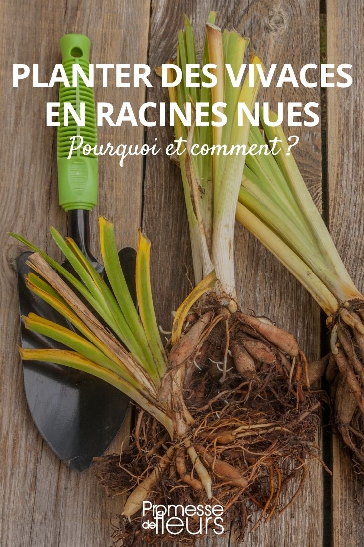 planter vivaces racines nues