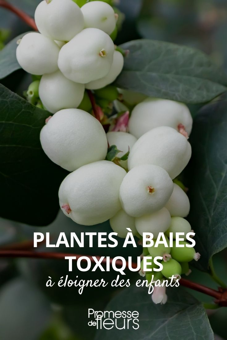 Plante toxique : des baies appétentes pour les enfants - Promesse de Fleurs