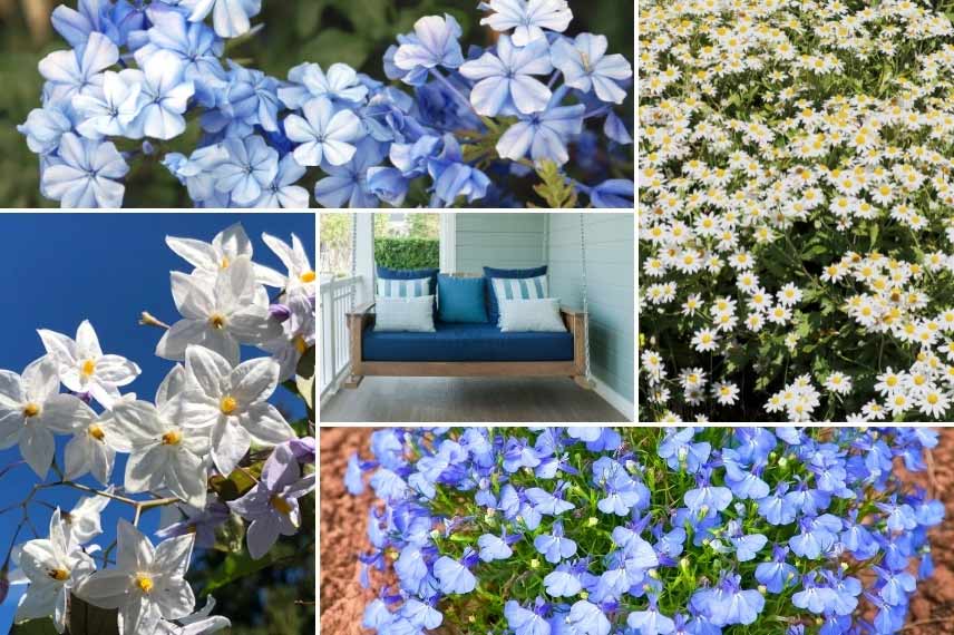 Associer le Plumbago Dentelaire