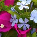 Associer le Plumbago