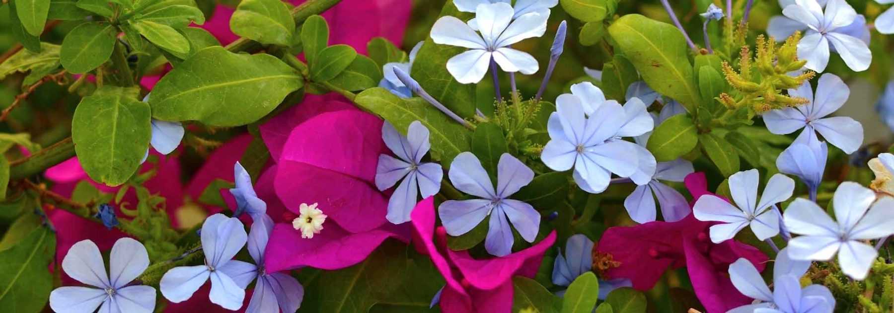 Associer le Plumbago