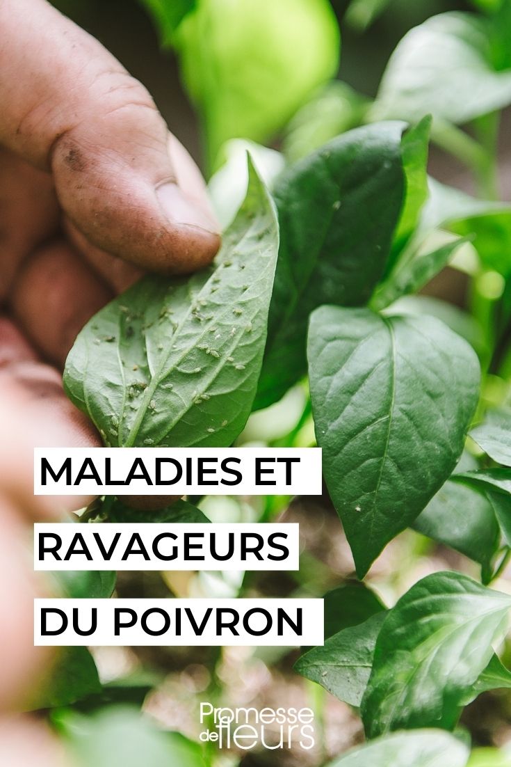 poivron maladies ravageurs