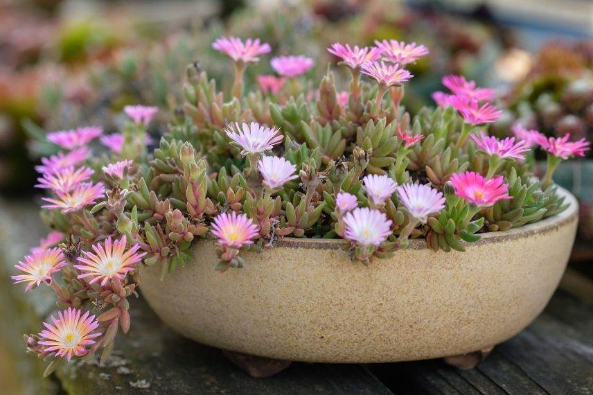 quel pot choisir pour le delosperma