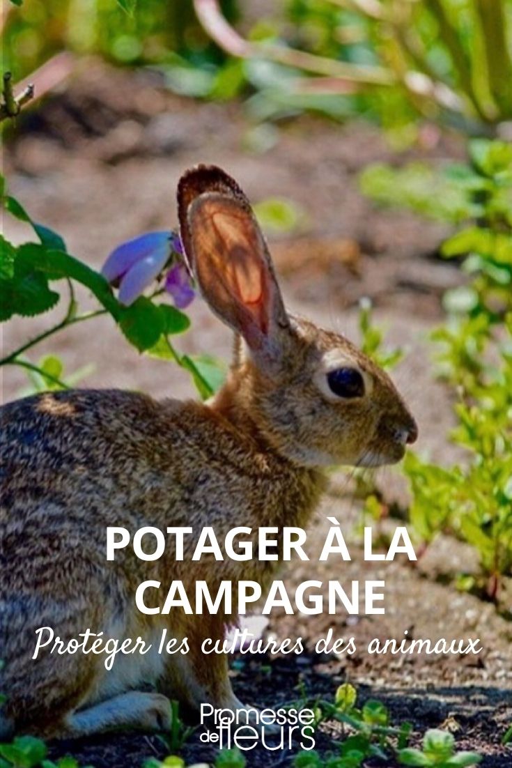 potager campagne protéger des animaux