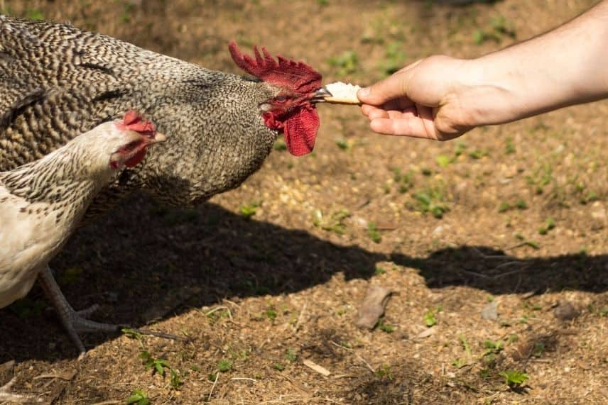 poule alimentation 