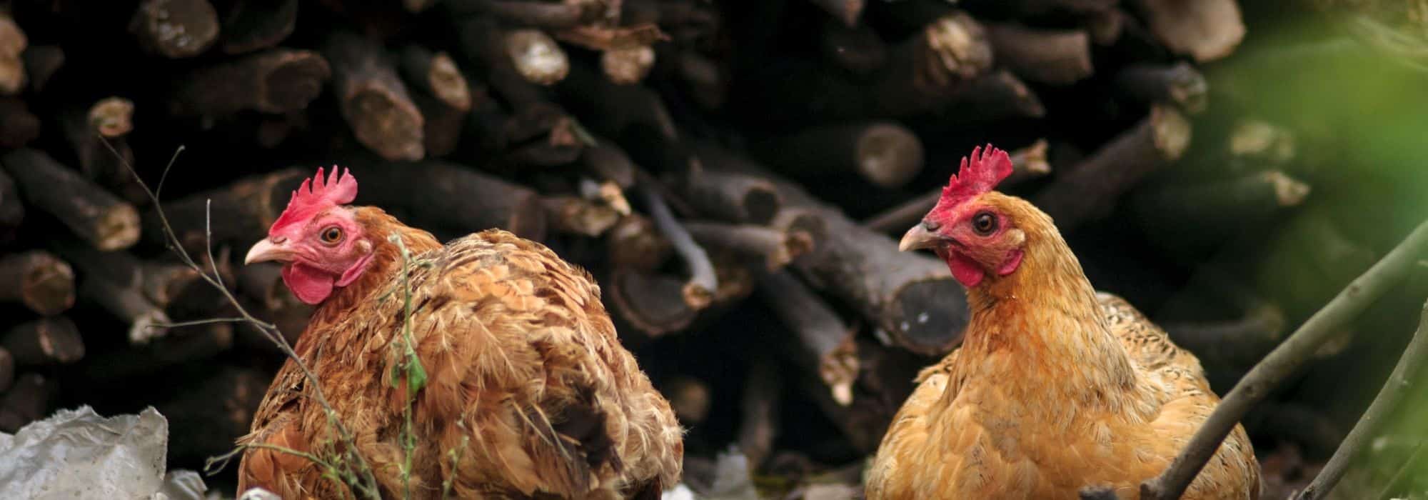 Comment protéger ses poules des prédateurs ? Promesse de Fleurs