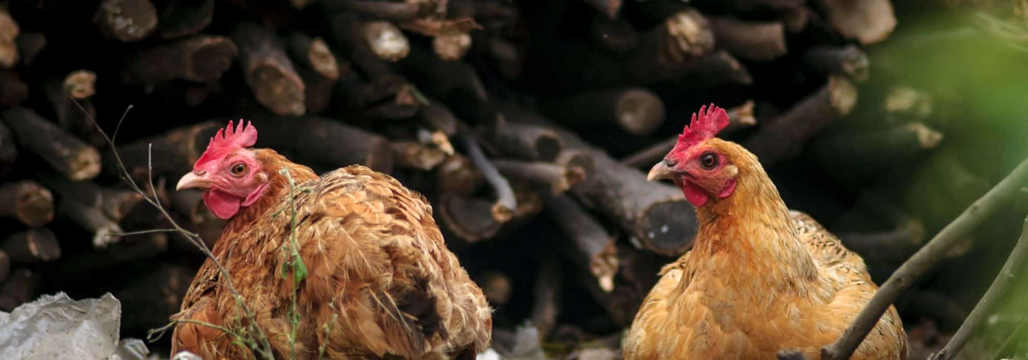 Comment fabriquer une mangeoire pour ses poules ?