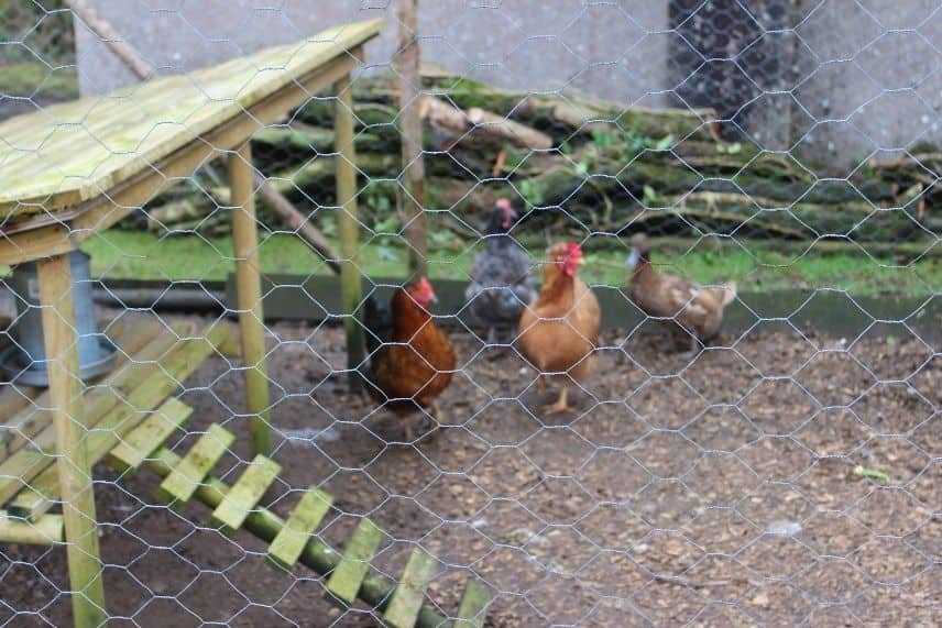 poules froid