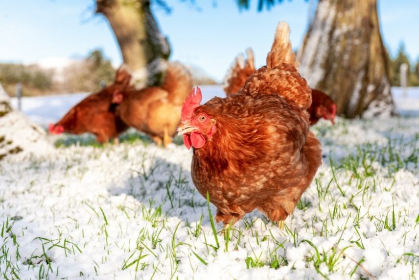 poules froid