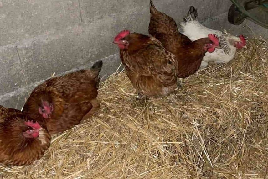 poules froid