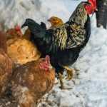 Nos conseils pour protéger ses poules du froid