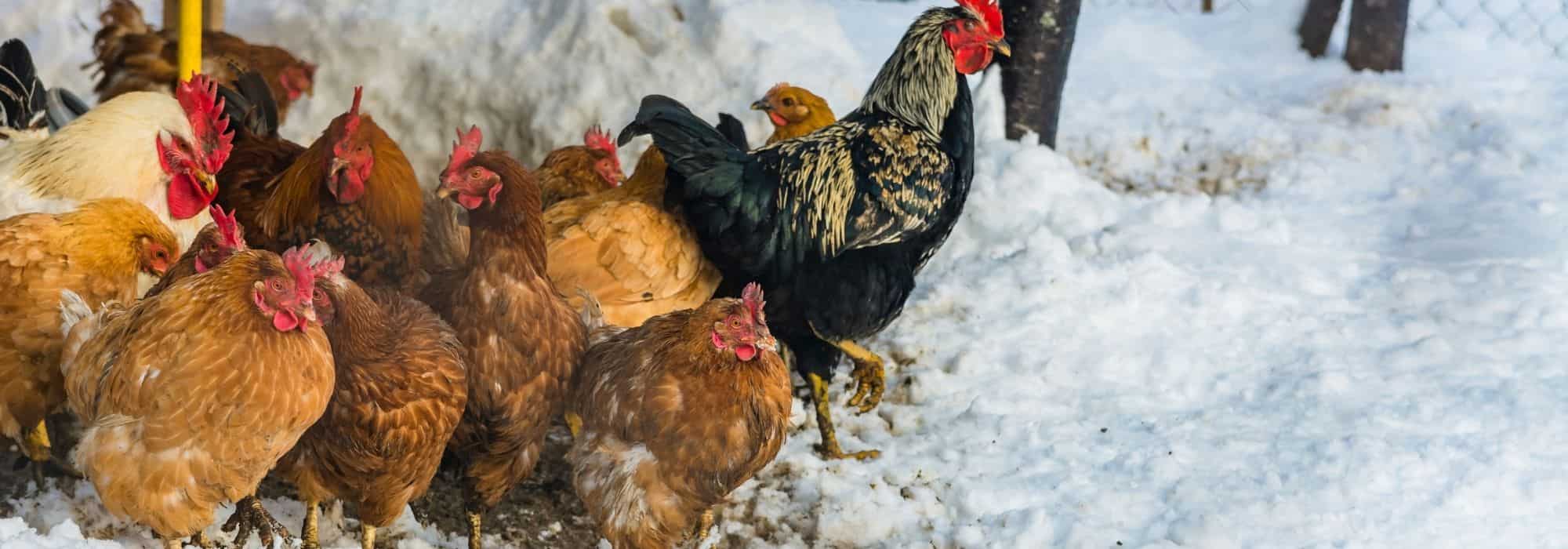 Nos conseils pour protéger ses poules du froid