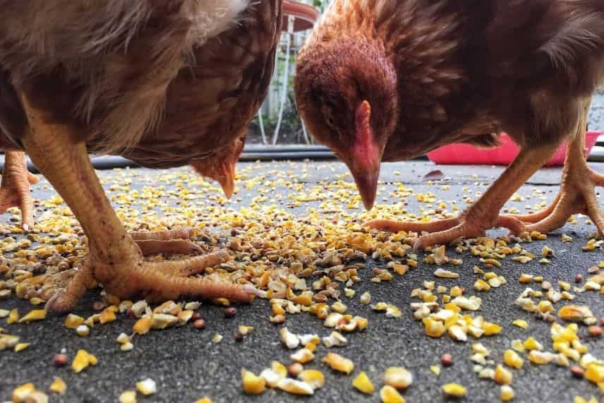 poules froid