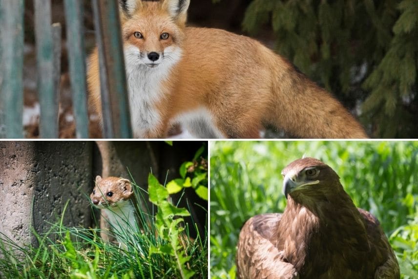 poules prédateurs