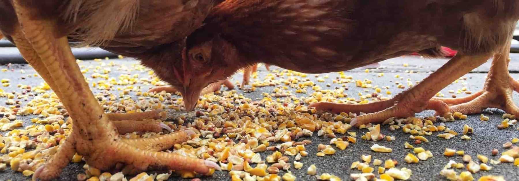 Quelle quantité de nourriture donner à ses poules ? - Jardiland