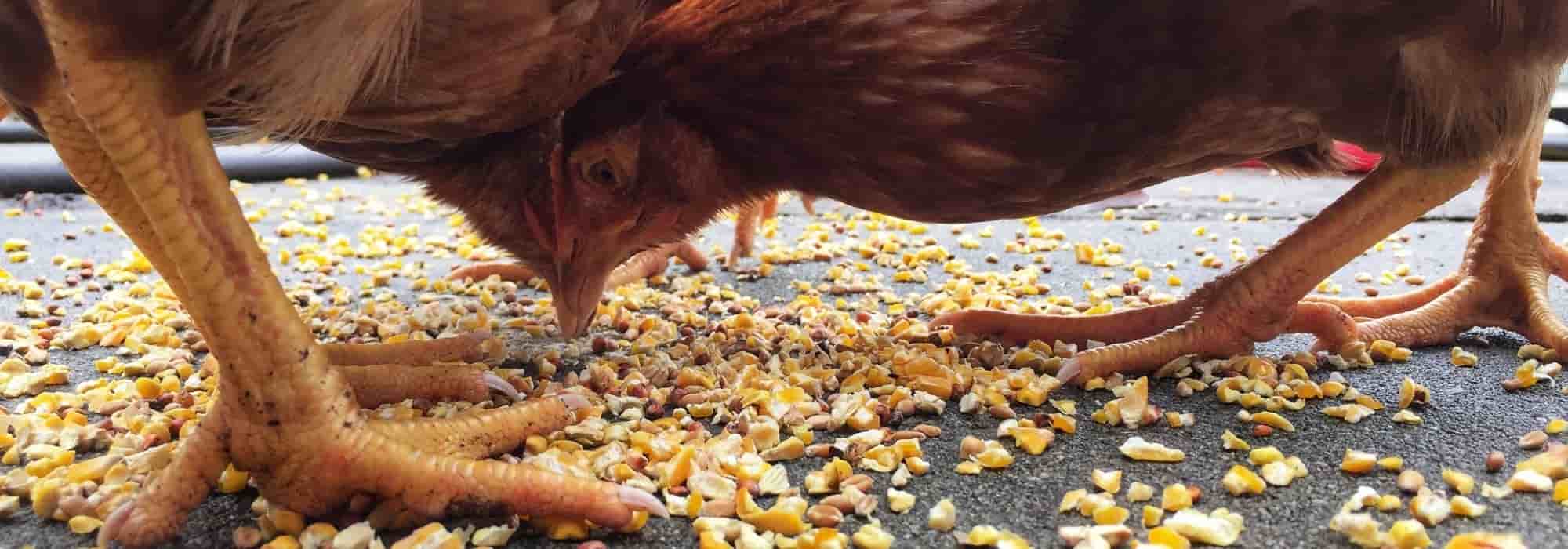 Les aliments interdits pour les poules