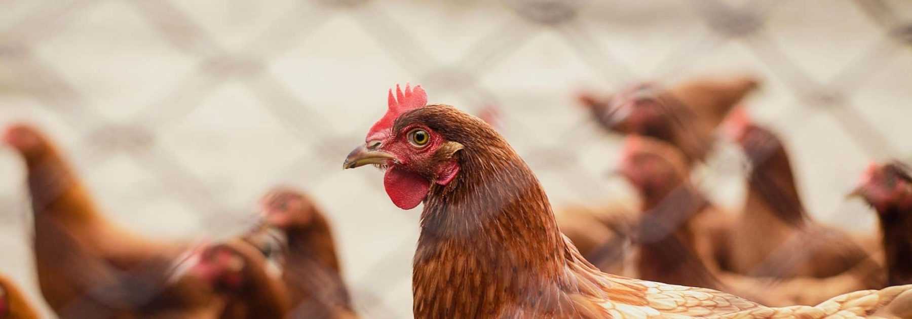 Adopter des poules : les 10 erreurs à ne pas faire