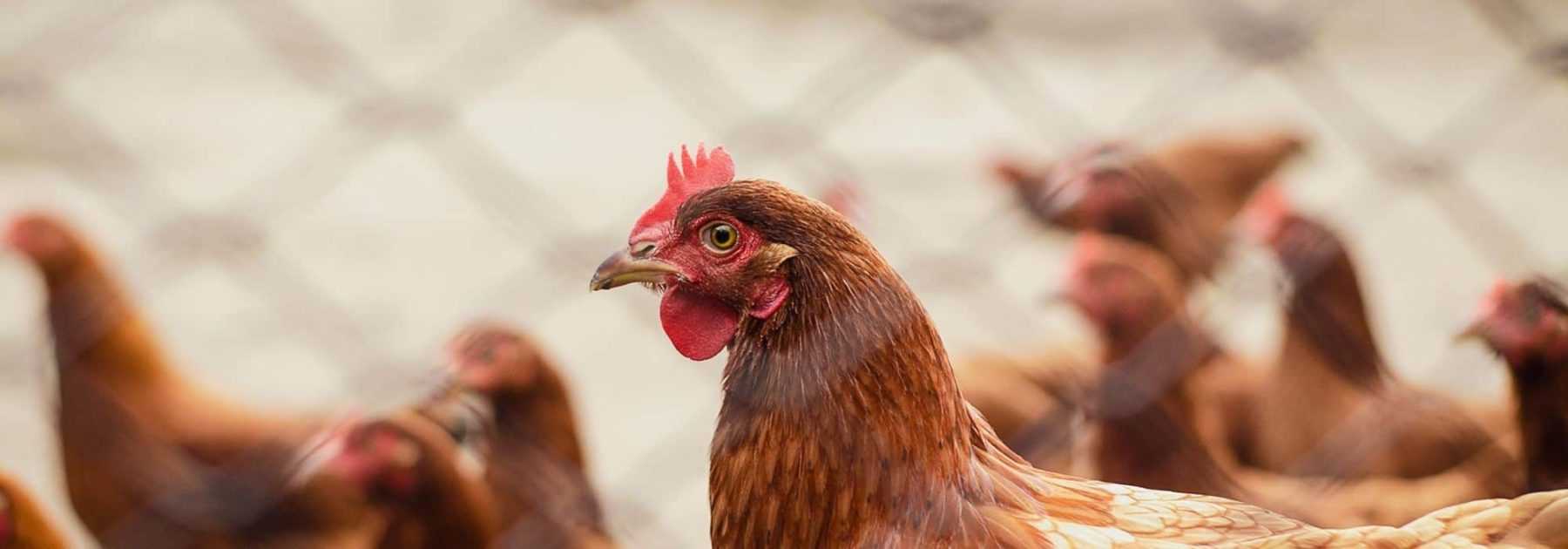 Grillage à poule : ne vous faites pas avoir !