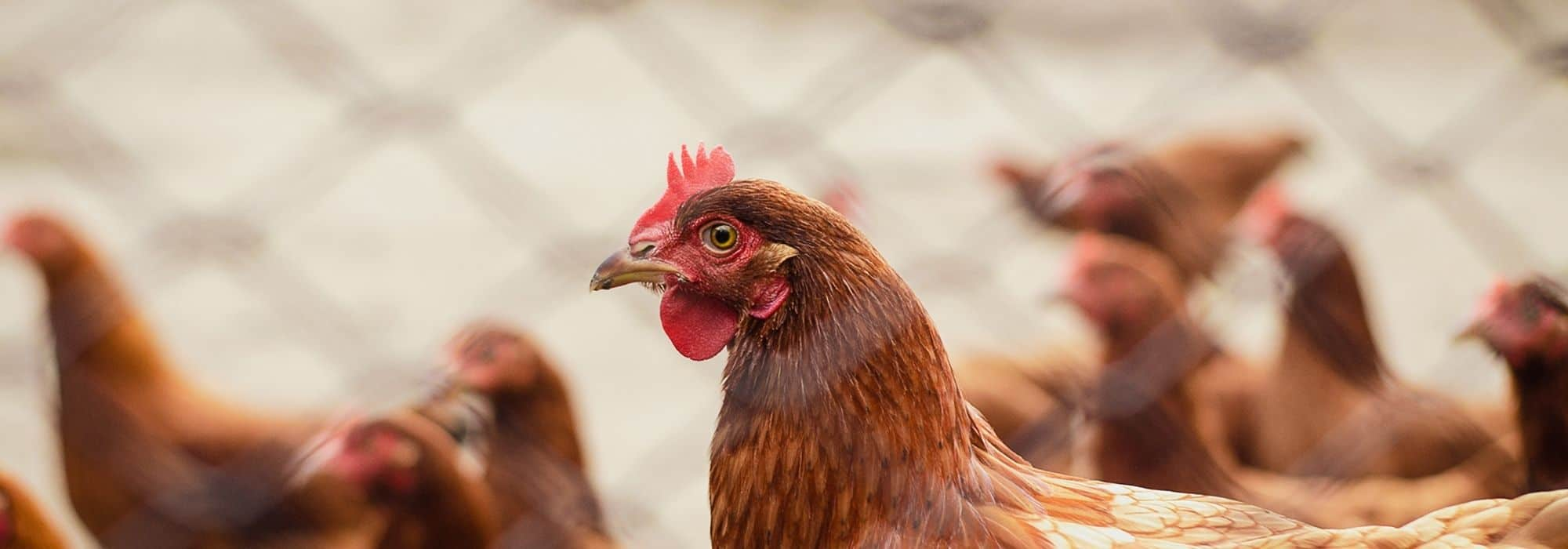 Accueillir des poules : les 10 erreurs à ne pas faire - Promesse