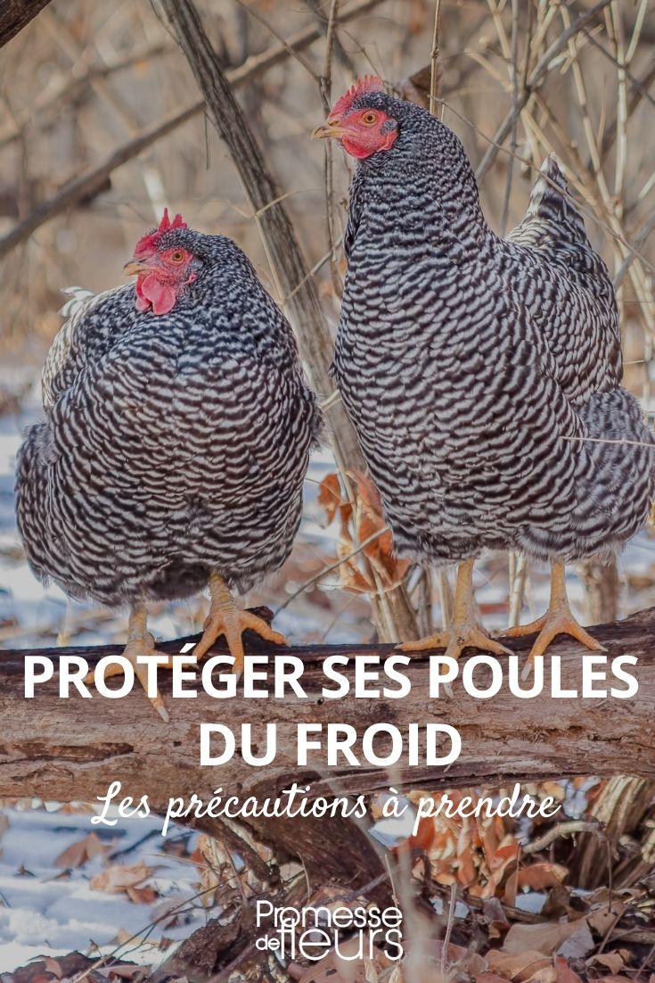 protéger ses poules du froid