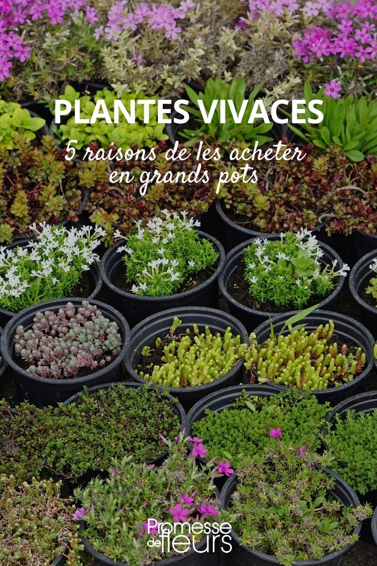 plantes vivaces grands pots conteneurs