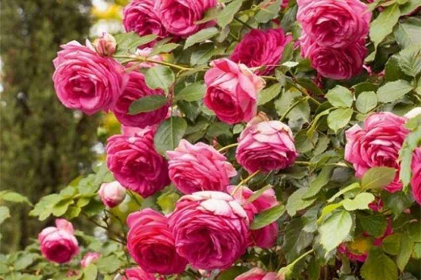 plante grimpante rose, grimpante à fleurs roses, grimpante fleur rose