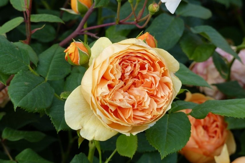 rosier david austin à fleurs orange doré