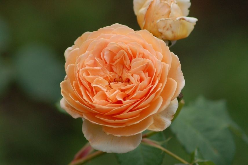 rosier buisson david austin à fleurs orange