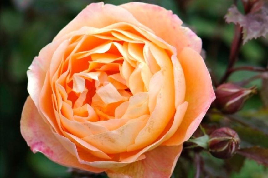 rosier david austin à fleurs orange mandarine