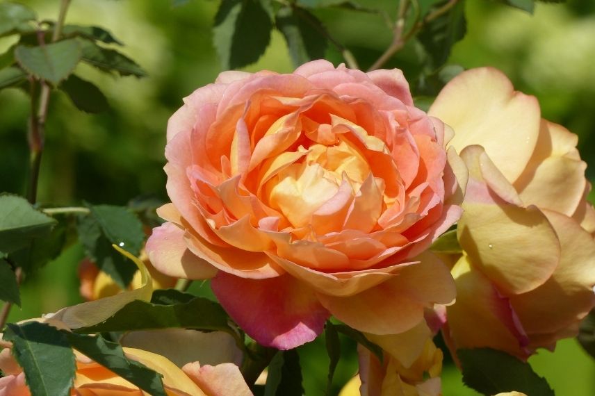 rosier david austin aux tonalités orange 