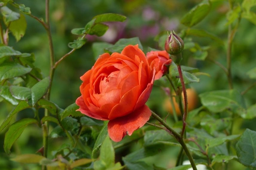 rosier david austin à fleurs parfumées orange cuivré
