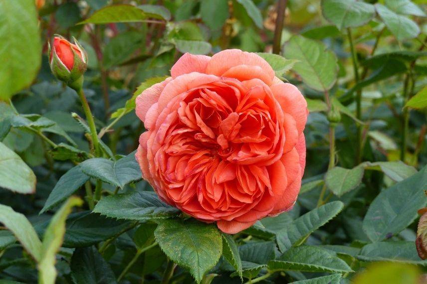 rosier david austin aux coloris orange et caramel