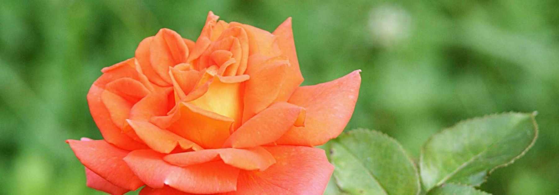 7 rosiers buissons à grandes fleurs orange