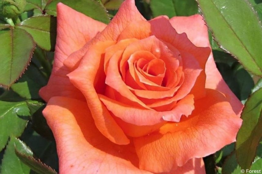 rosier buisson à fleurs XXL orange